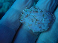 Goniosupradens hawaiensis