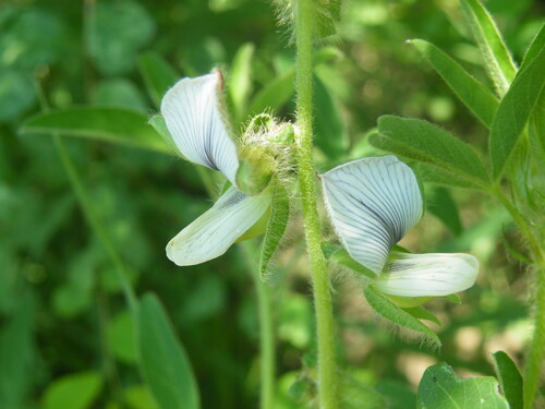 Image of Crotalaria burkeana by (c) Antoinette Eyssell Knox, some rights reserved (CC BY-SA)