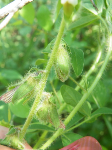 Image of Crotalaria burkeana by (c) Antoinette Eyssell Knox, some rights reserved (CC BY-SA)