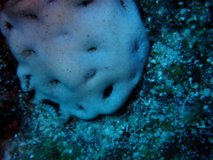 Palythoa tuberculosa