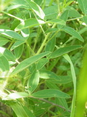 Crotalaria burkeana