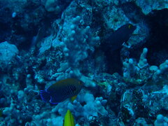 Centropyge potteri