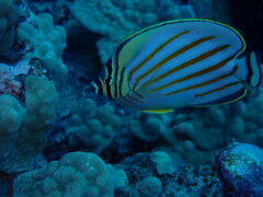 Chaetodon ornatissimus