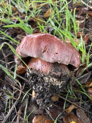 Rubroboletus eastwoodiae