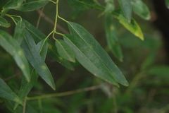 Ehretia saligna membranifolia
