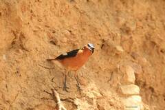Phoenicurus moussieri