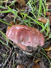 Rubroboletus eastwoodiae