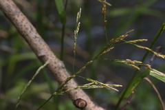 Glyceria nemoralis