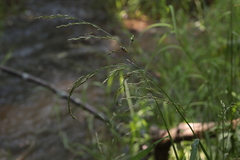 Glyceria nemoralis