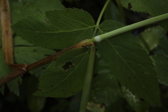 Glyceria nemoralis