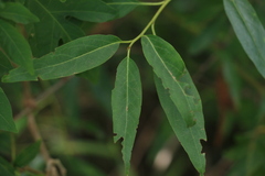 Ehretia saligna membranifolia