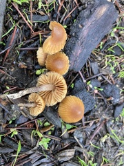 Galerina badipes