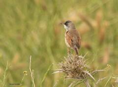 Curruca conspicillata