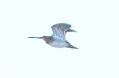 Gallinago gallinago