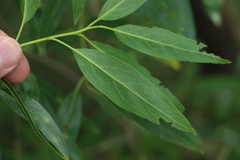 Ehretia saligna membranifolia