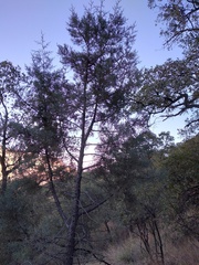 Cupressus lusitanica