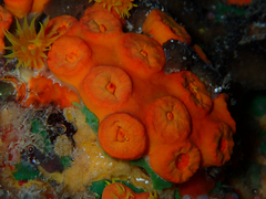 Tubastraea coccinea