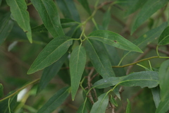 Ehretia saligna membranifolia