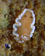 Glossodoris rufomarginata