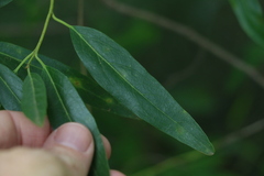 Ehretia saligna membranifolia