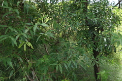 Ehretia saligna membranifolia