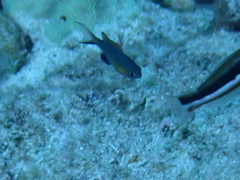 Pycnochromis vanderbilti