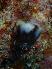 Conus rattus