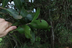 Siphonodon australis