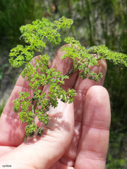 Annesorhiza macrocarpa