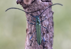 Hypocrites obtusipennis