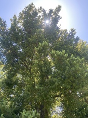 Podocarpus totara