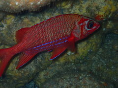 Sargocentron tiere
