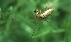 Tetragnatha pinicola
