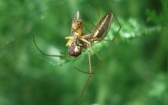 Tetragnatha pinicola