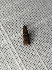 Ephestiopsis oenobarella