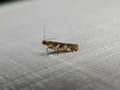 Ephestiopsis oenobarella