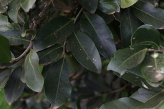 Siphonodon australis