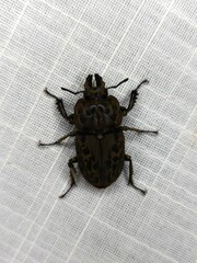 Ryssonotus nebulosus
