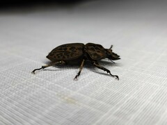Ryssonotus nebulosus