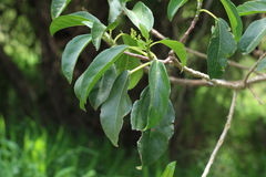 Dendrocnide photiniiphylla