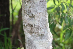 Dendrocnide photiniiphylla