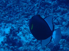 Melichthys vidua