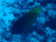 Chaetodon kleinii