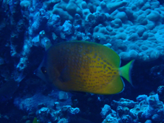 Chaetodon kleinii