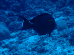 Acanthurus olivaceus
