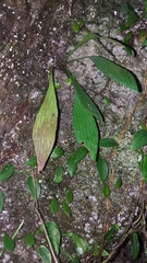 Antrophyum formosanum