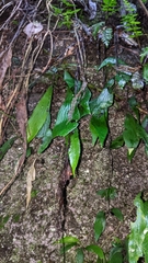 Antrophyum formosanum