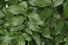 Bridelia leichhardtii