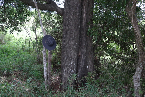Image of Acacia harpophylla by (c) Greg Tasney, some rights reserved (CC BY-SA)