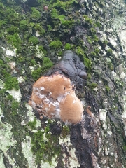 Phellinus tremulae